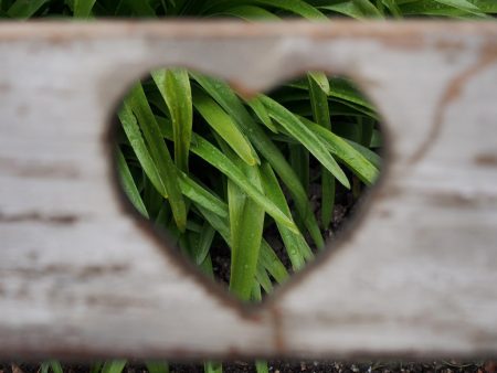 grass heart